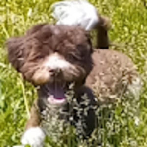 Meet your Posher, Brandon